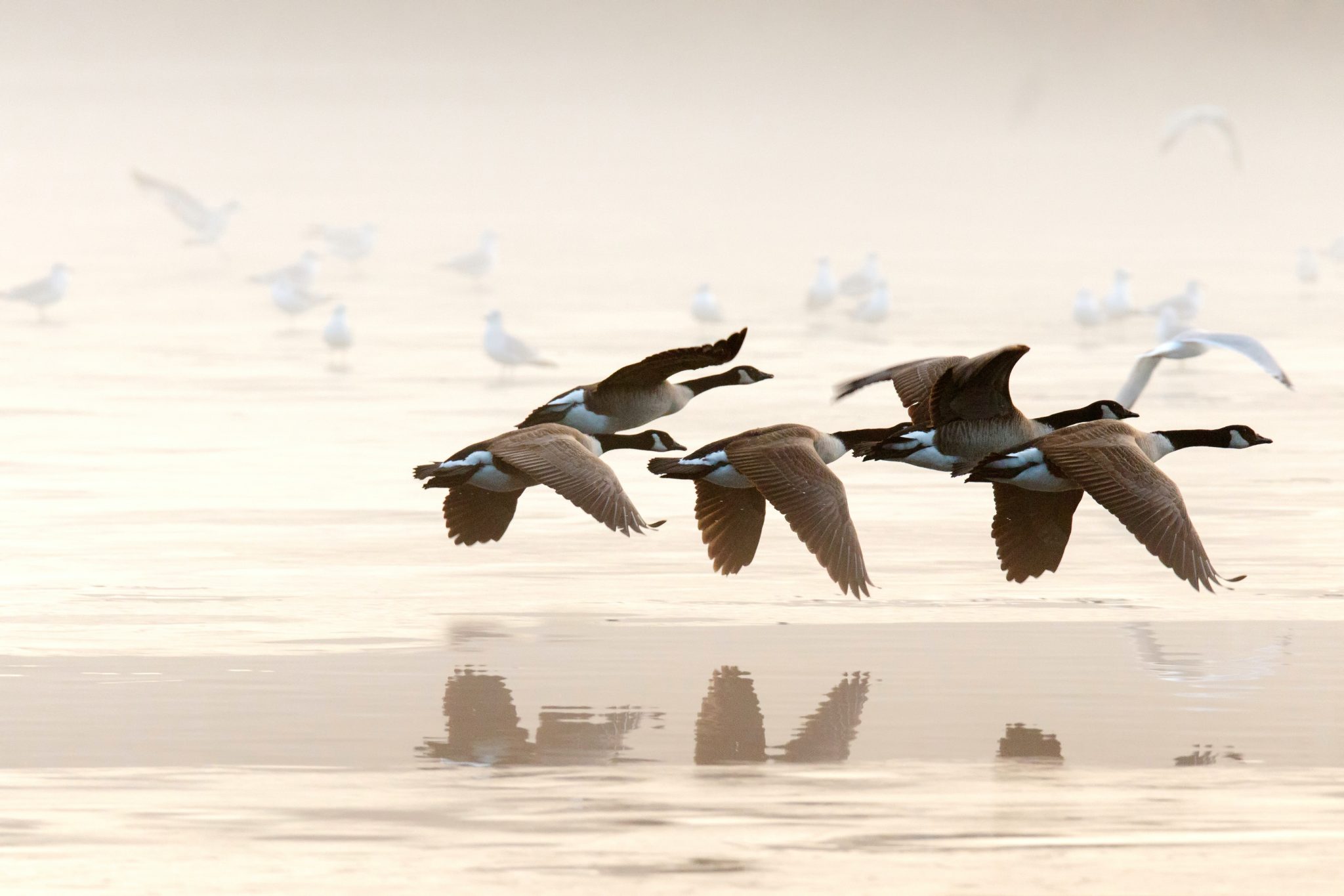 Birdwatching: η νέα τάση για να έρθετε σε επαφή με τη φύση - Ταξιδιωτικές Εμπειρίες