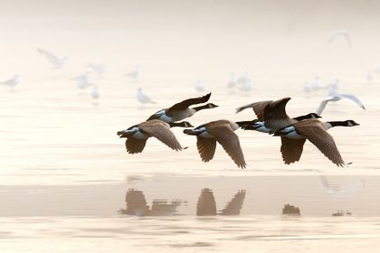 Birdwatching: η νέα τάση για να έρθετε σε επαφή με τη φύση - Ταξιδιωτικές Εμπειρίες