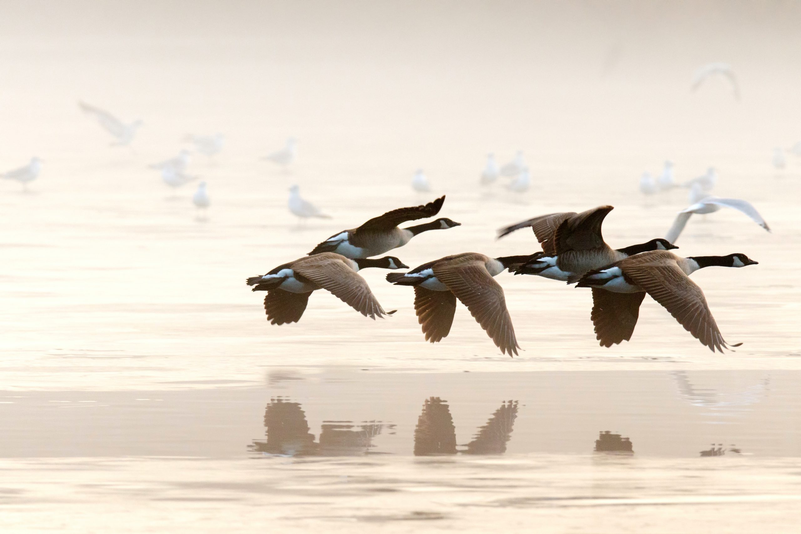 Birdwatching: η νέα τάση για να έρθετε σε επαφή με τη φύση - Ηπειρωτική Ελλάδα