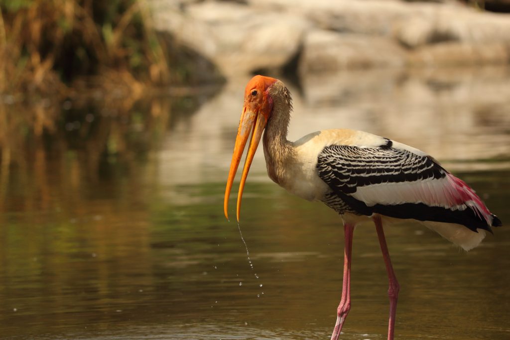 Birdwatching: η νέα τάση για να έρθετε σε επαφή με τη φύση - Ταξιδιωτικές Εμπειρίες