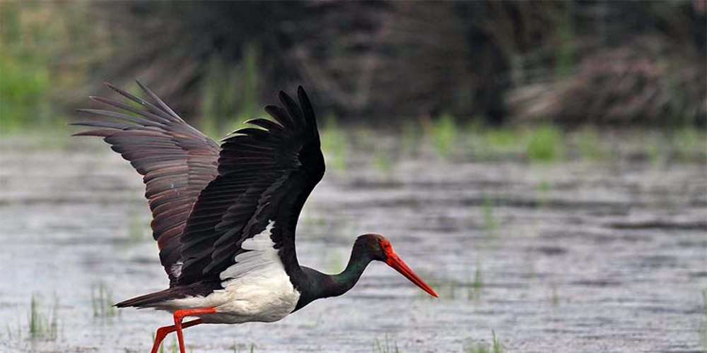 Birdwatching: η νέα τάση για να έρθετε σε επαφή με τη φύση - Ταξιδιωτικές Εμπειρίες