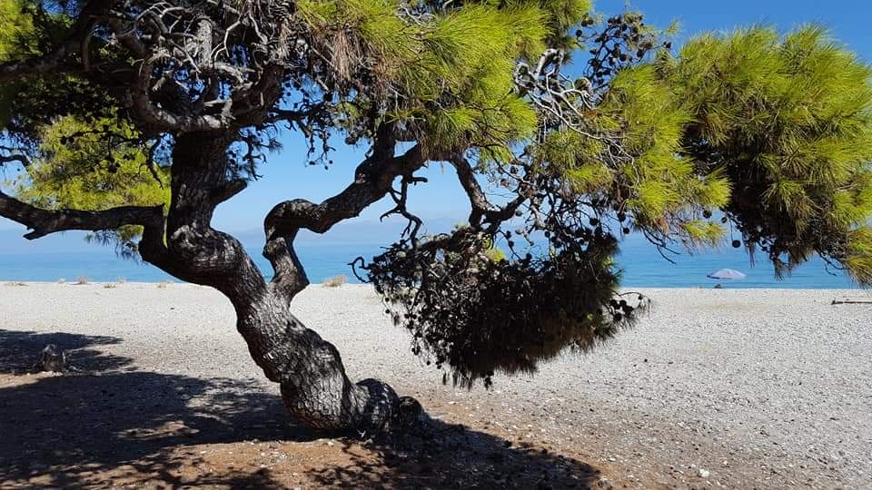 Συκιά Κορινθίας: το «πράσινο ακρογιάλι της πατρίδας» - Κόρινθος