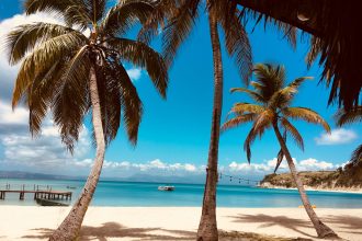 palm tree on beach shore during daytime