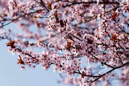 Τουριστικό αξιοθέατο οι κερασιές της Πιερίας - Ψηφιακός χάρτης για τις «Ανθισμένες Διαδρομές» - Ελλάδα, Top 10