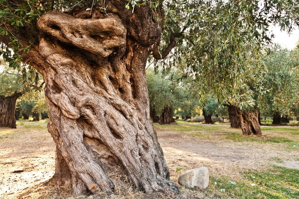 Ταξίδι στην Αλεξανδρούπολη: Αυτά είναι τα 10 κορυφαία αξιοθέατα - Top 10 Ταξίδι στην Αλεξανδρούπολη: Αυτά είναι τα 10 κορυφαία αξιοθέατα - Top 10, Ελλάδα
