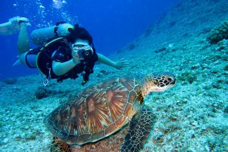 Person Takes Photo Of Tortoise