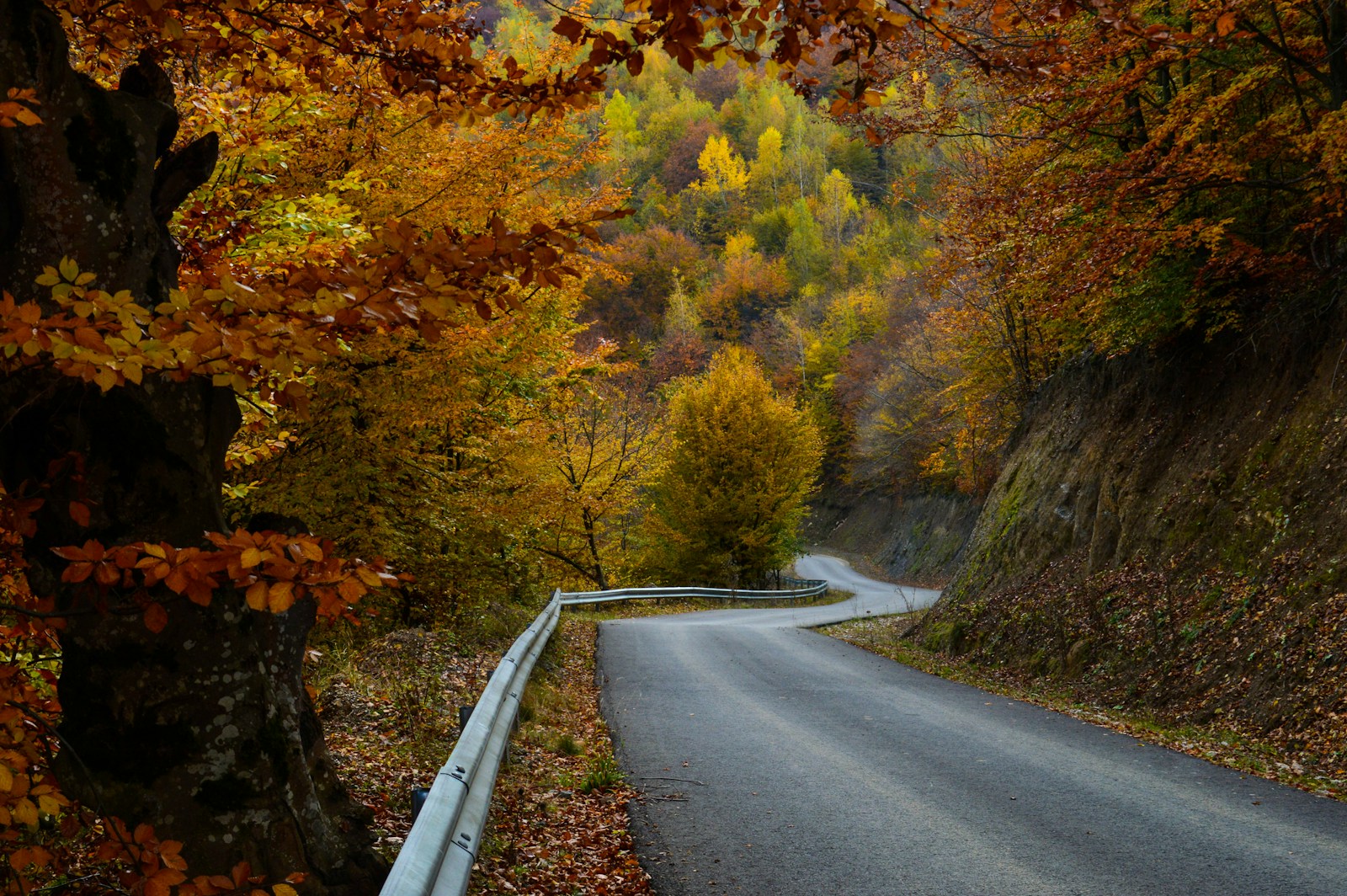 gray concrete road between trees