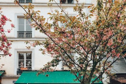 a tree in front of a store with a green awning