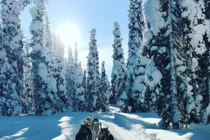 dogs on snow covered ground during daytime