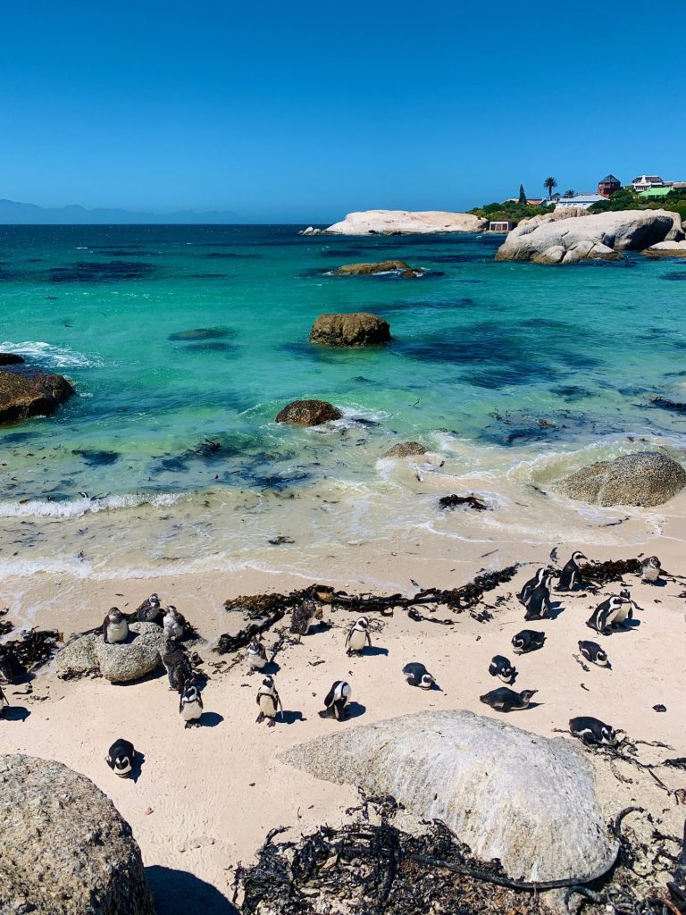 Ταξίδι στο Κέιπ Τάουν με τα αδέρφια του @genztrips: Περιπέτεια, φύση και αυθεντικές εμπειρίες - Travellers, Αφρική, Εξωτερικό, Ταξιδιωτικές Εμπειρίες